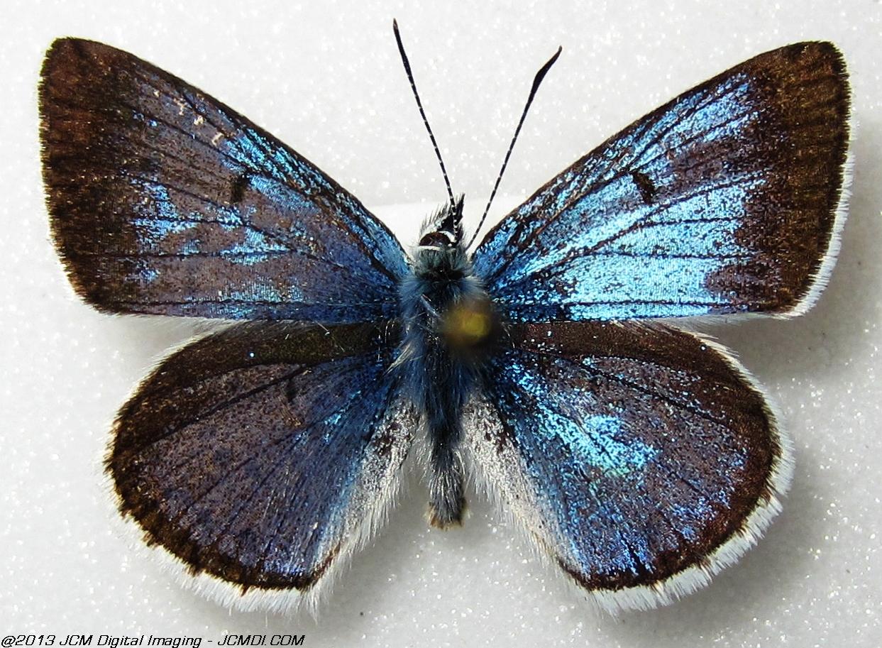 Plebejus saepiolus (The Greenish Blue, Kern Co, Lake Isabella area)